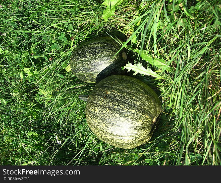 Two green pumpkins on the green gras