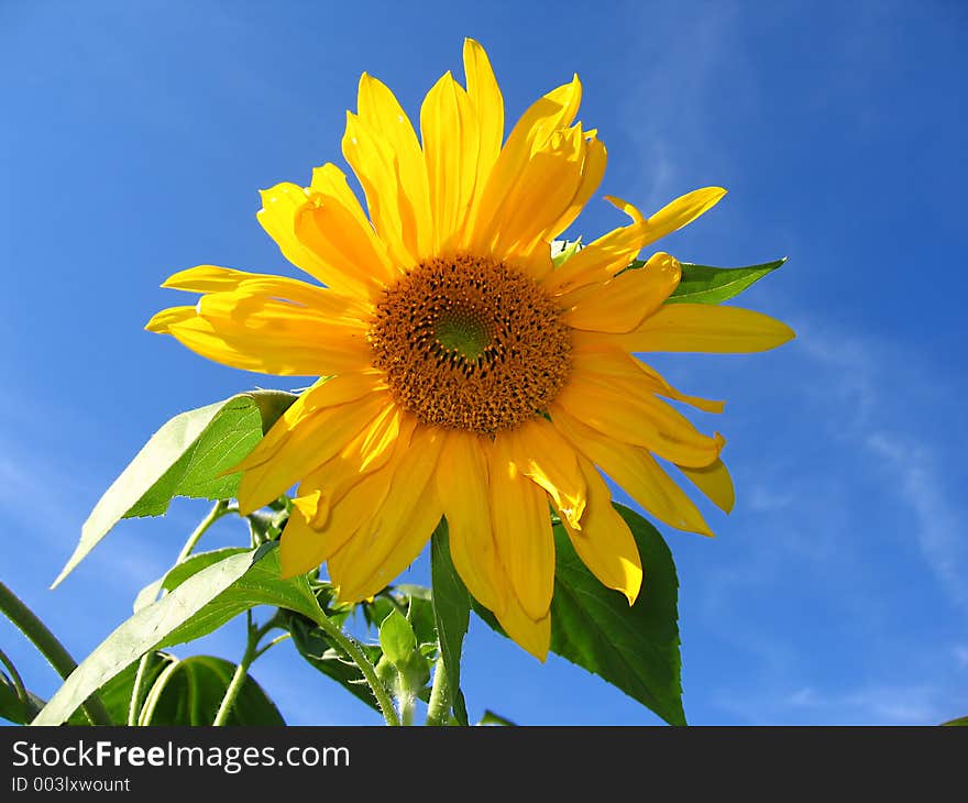 The sunflower