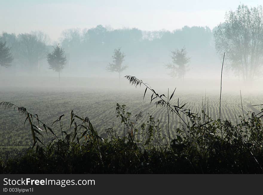 Foreground and fog in the background. Foreground and fog in the background