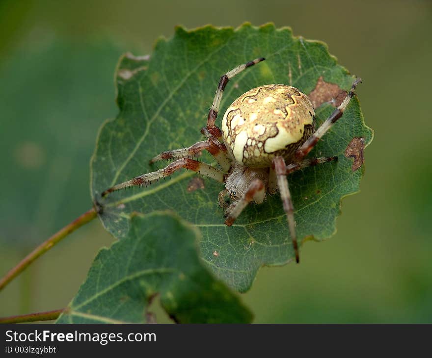 Spider of family Argiopidae.