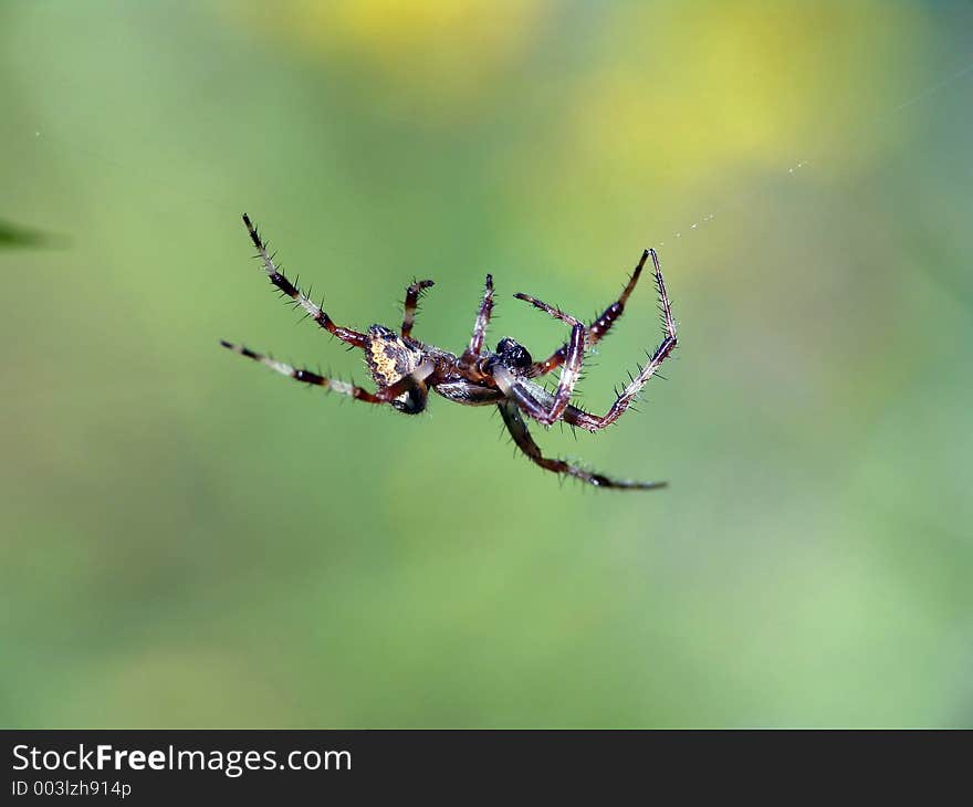 Spider of family Argiopidae.