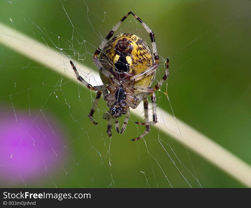 Spider of family Argiopidae.