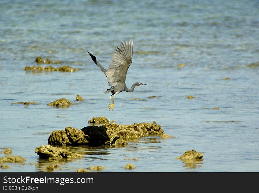 Gray heron. Gray heron