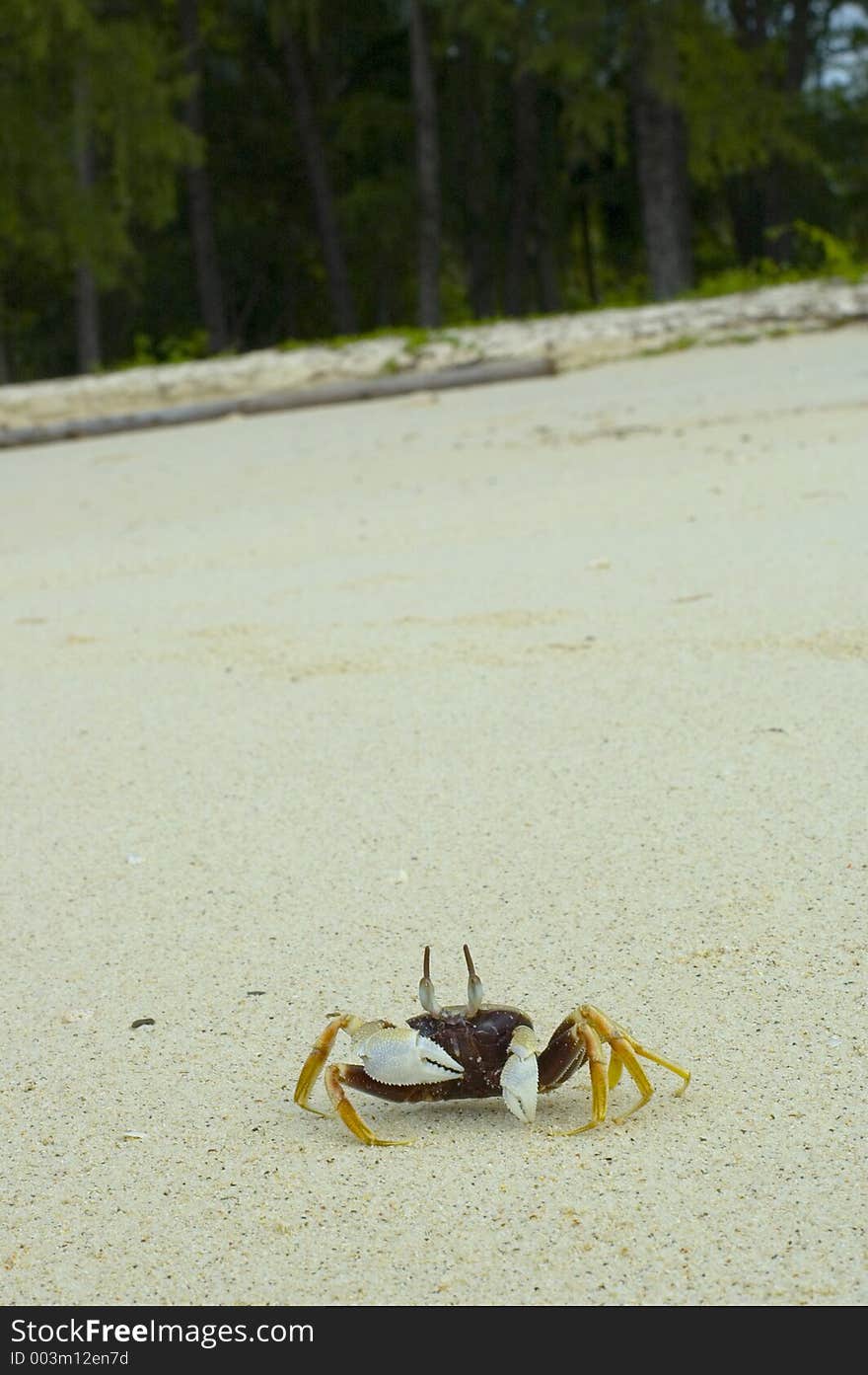 Crab on the beach. Crab on the beach