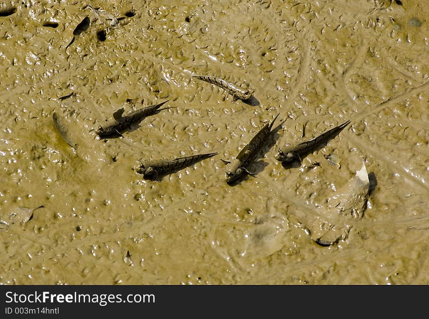 Amphibians on mud. Amphibians on mud