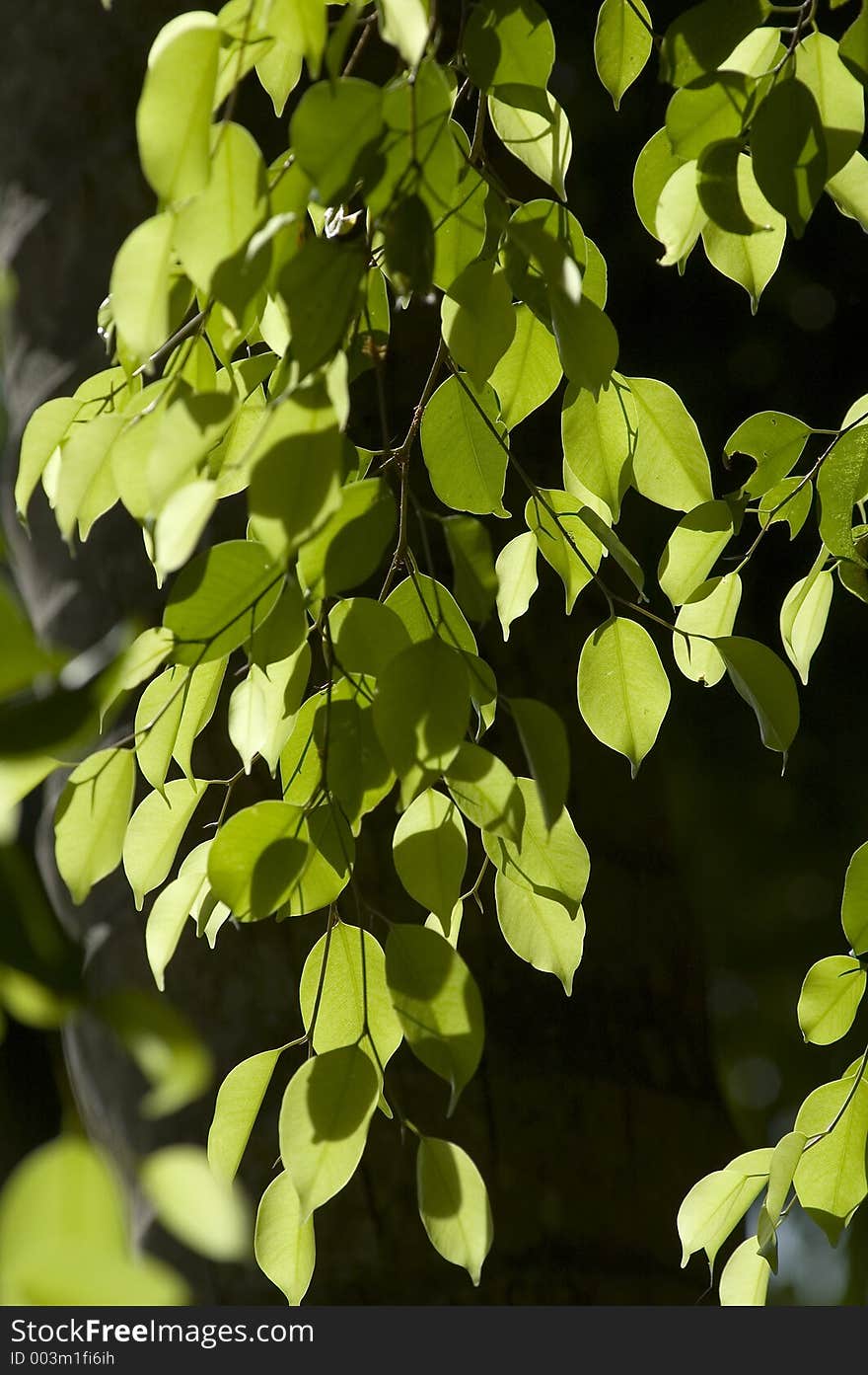 Green leaves. Green leaves