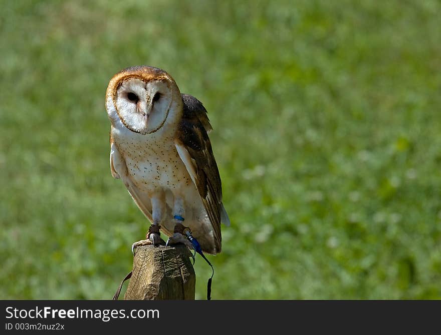 Barn Owl