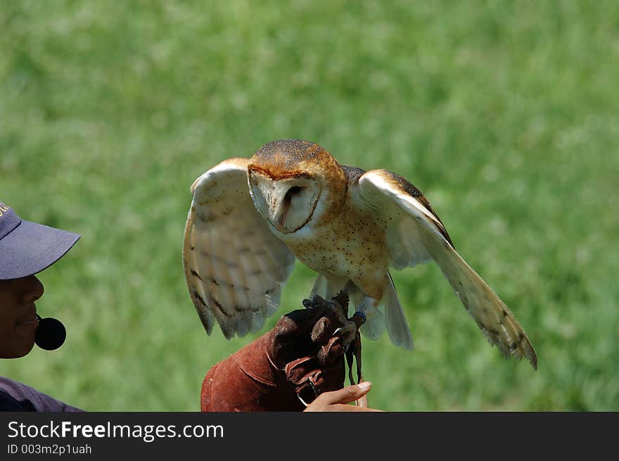 Trainer with owl