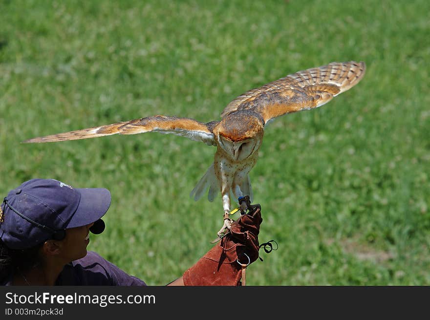 Bird show