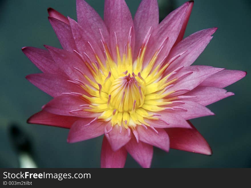 A purple water lily.