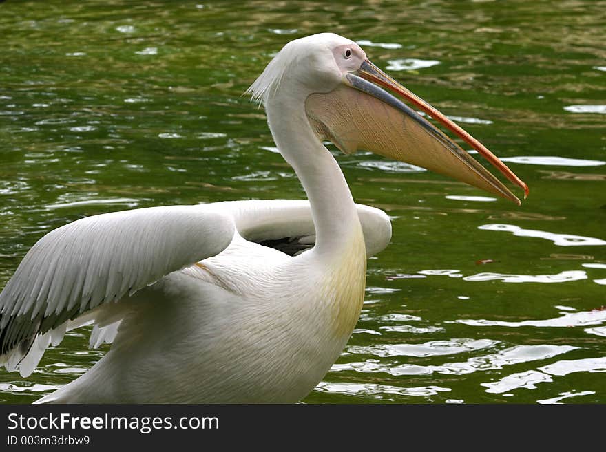 A pelican.