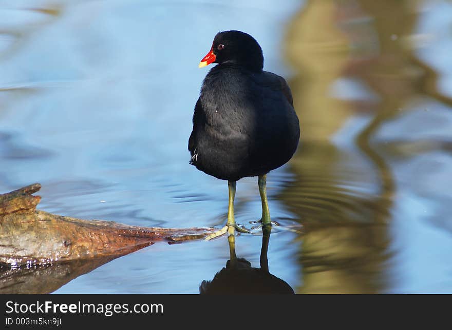 Moorhen