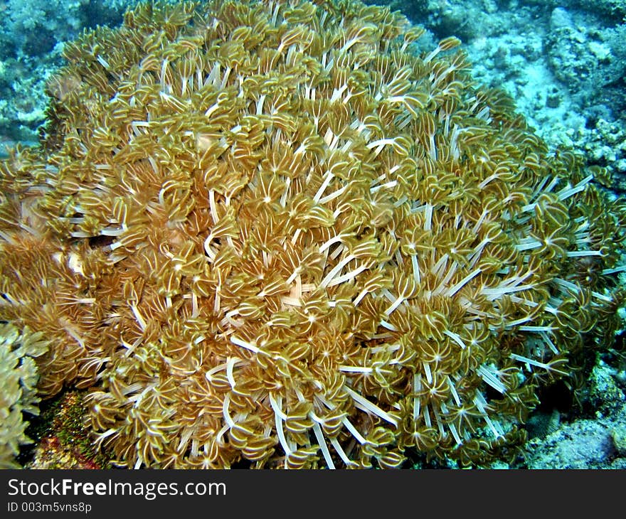 This plant looking thing is actually a marine animal. This plant looking thing is actually a marine animal