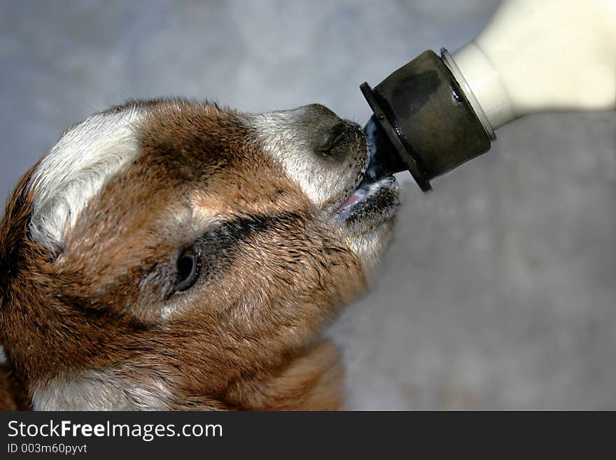 Newborn Nubian Goat