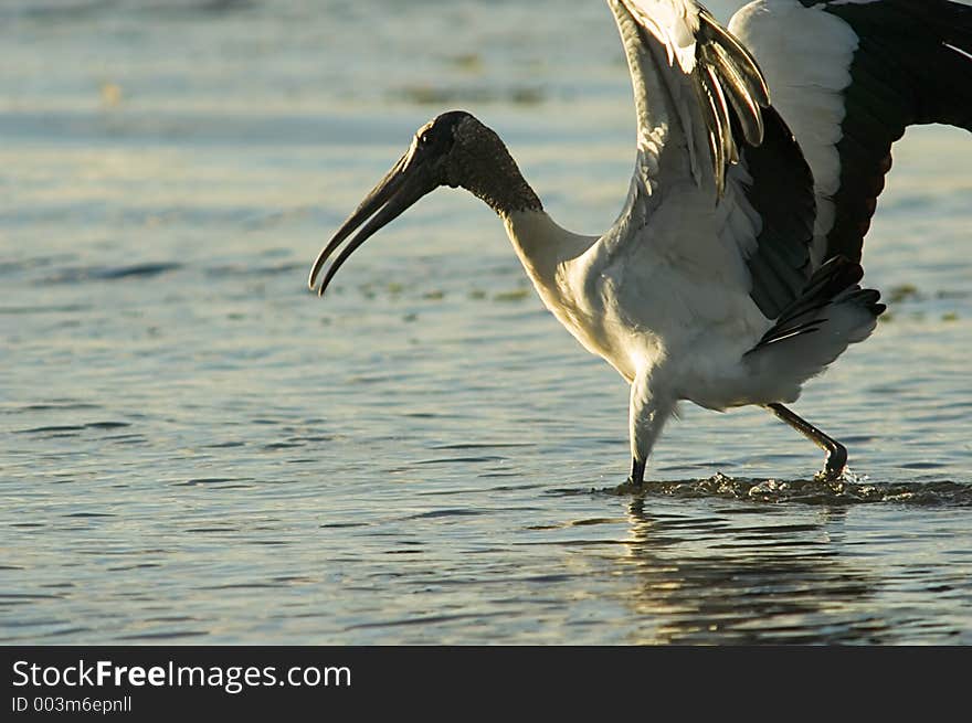 Walking Wood Stork