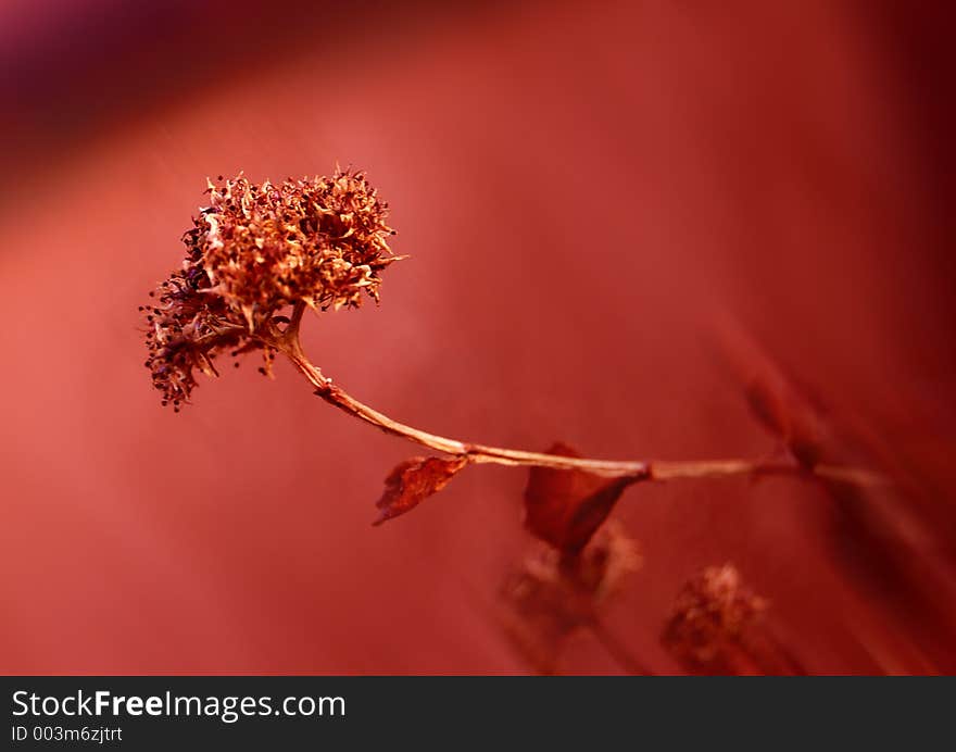 Red flower