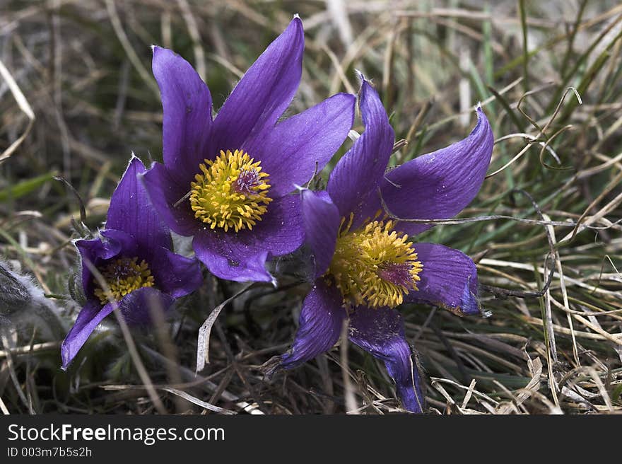 Pasque flowers (pulsatilla vulgaris), one of the first plants to bloom in spring, found on meadows in North America and Europe.