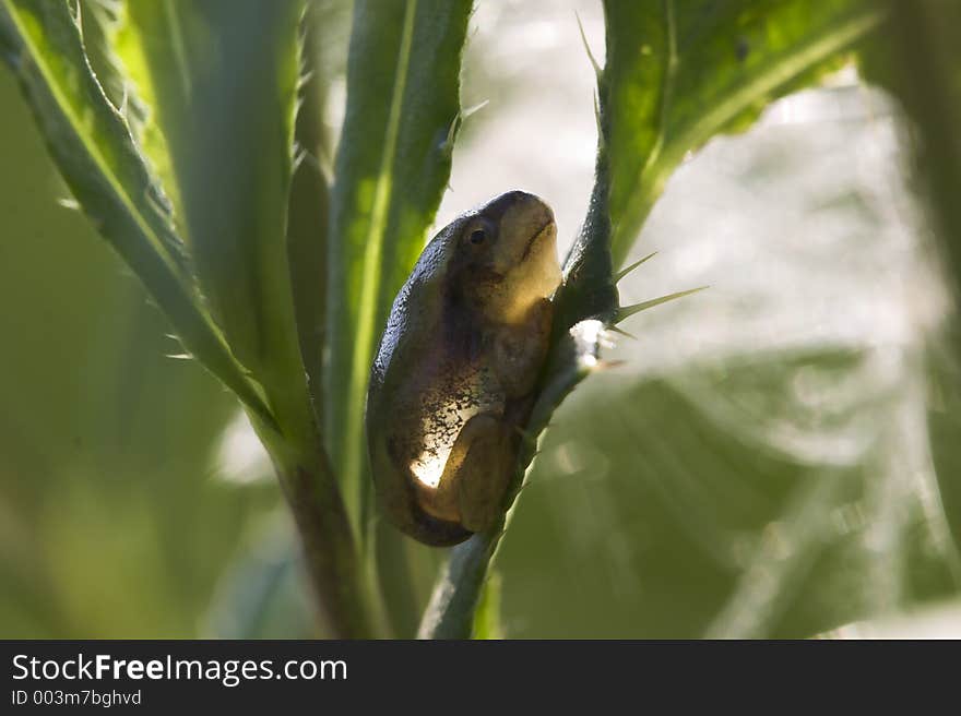 Young tree frog