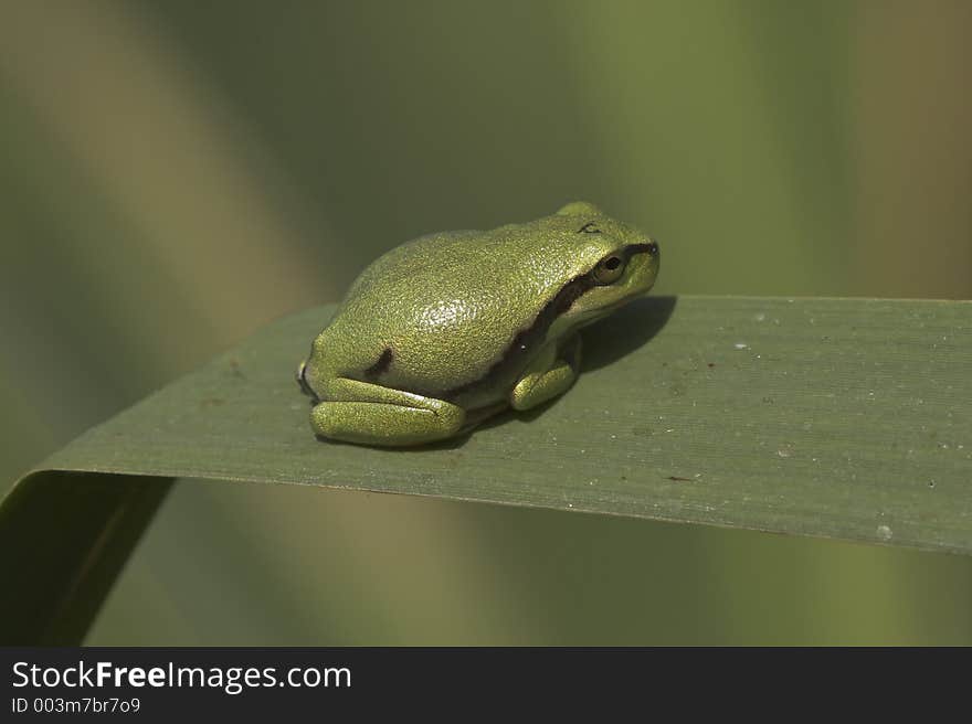 Young tree frog