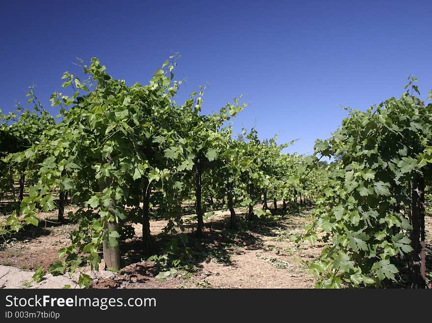 A selection of grape vines during mid-growth