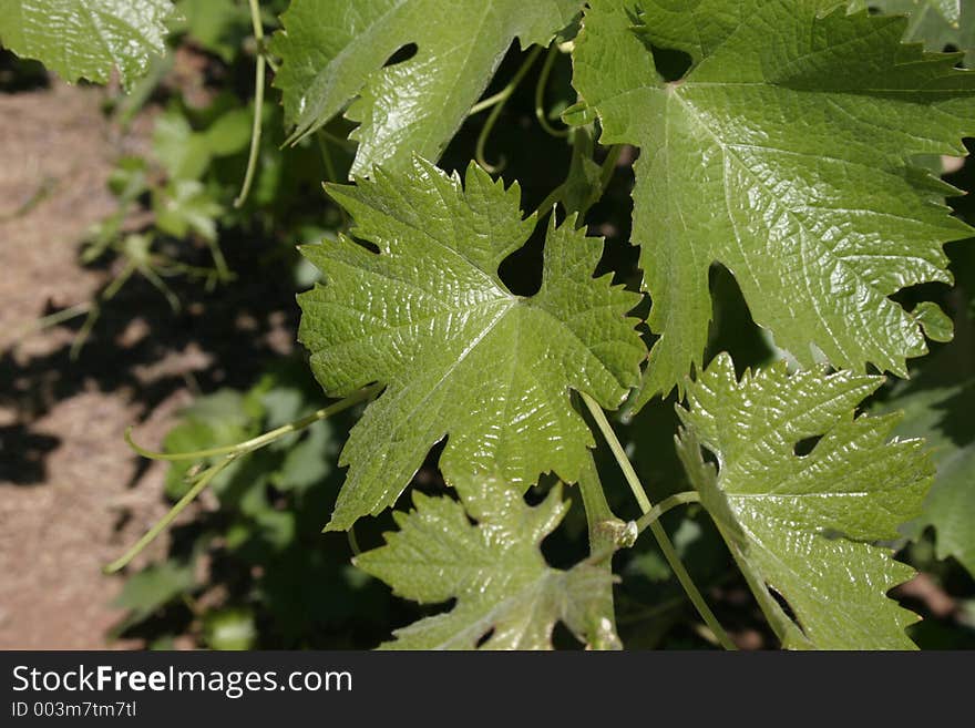 Closeup of grape leaves