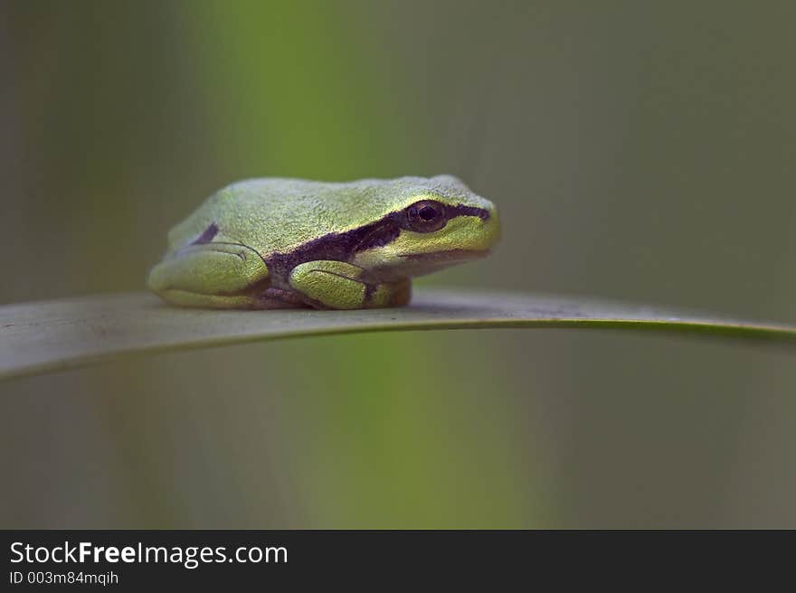 Young tree frog