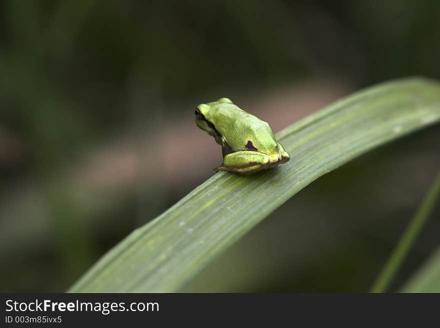 Young tree frog