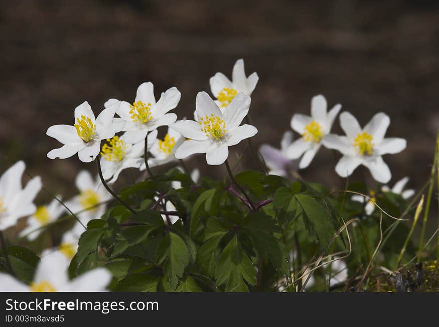 European Thimbleweed