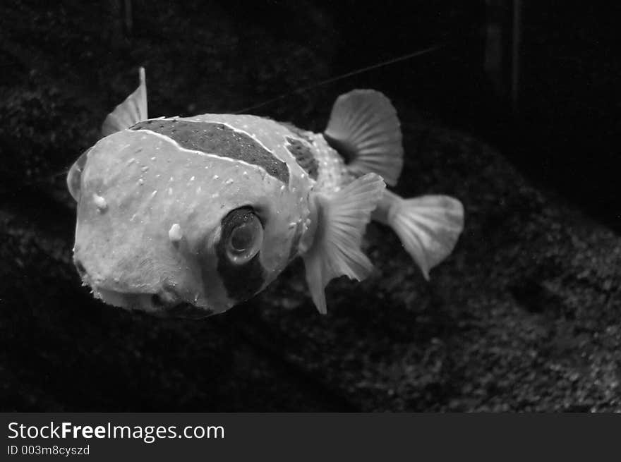 Fish in B&W