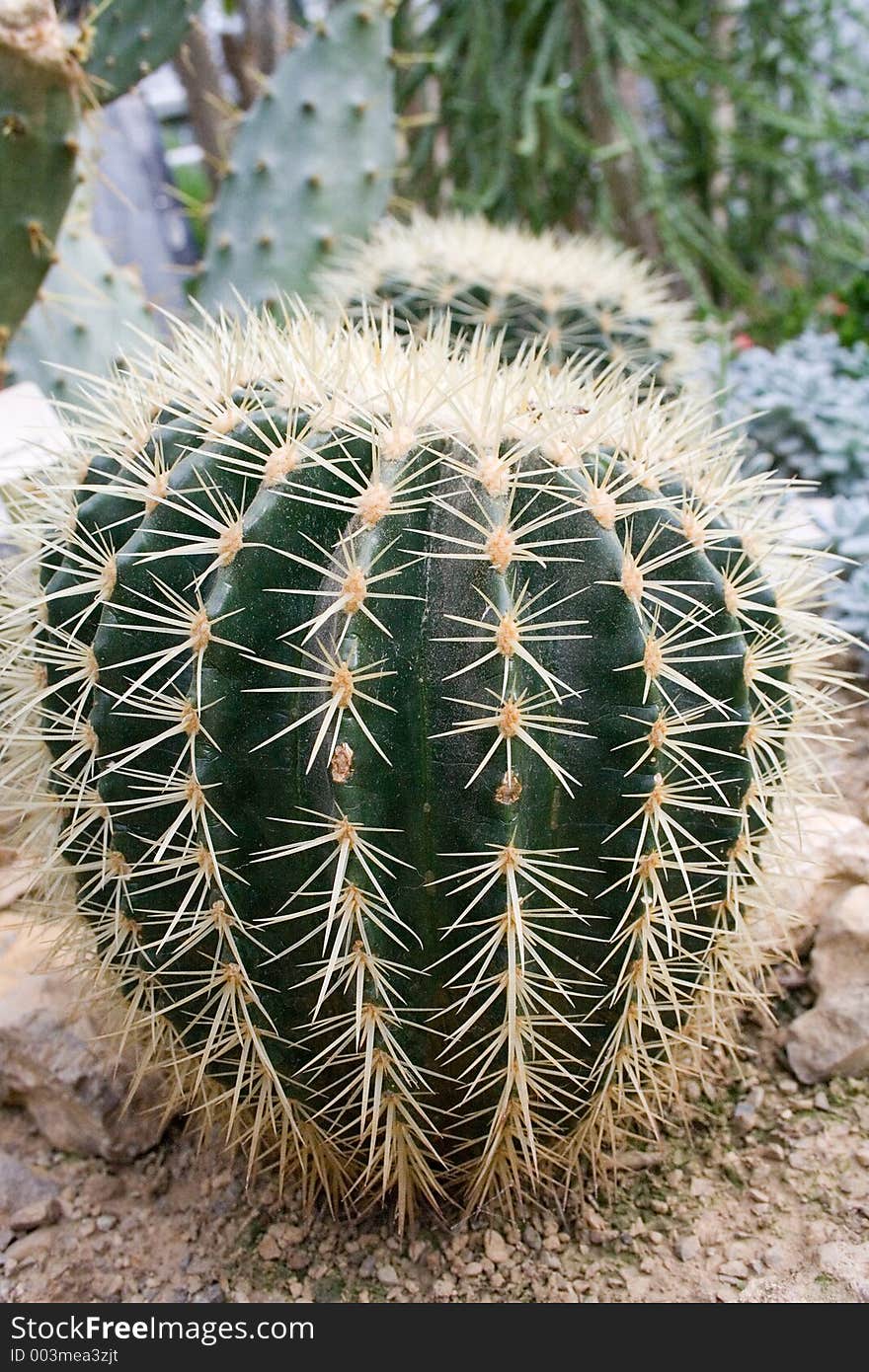 Couple of prickly cacti. Couple of prickly cacti.