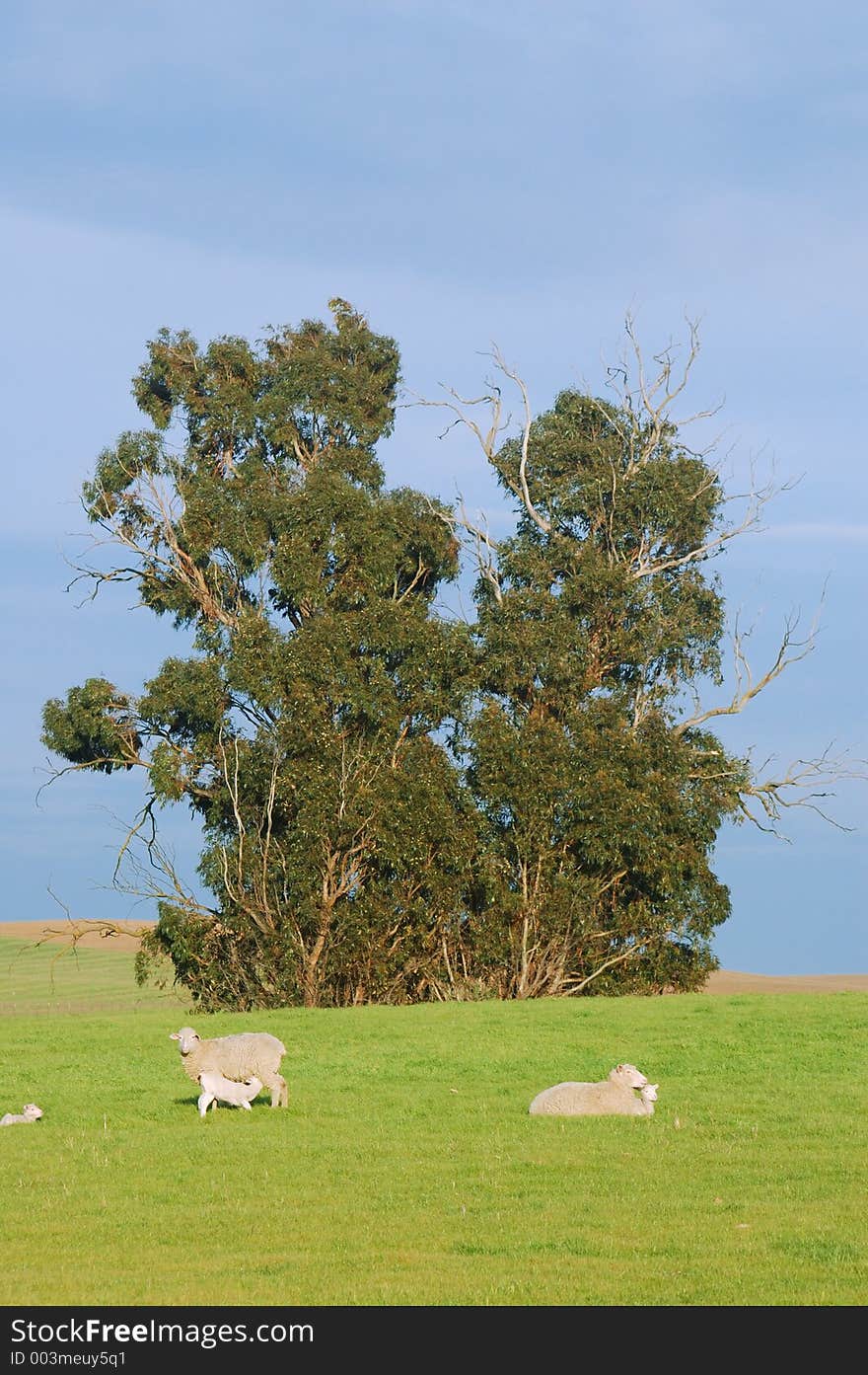 Sheep on a hillside