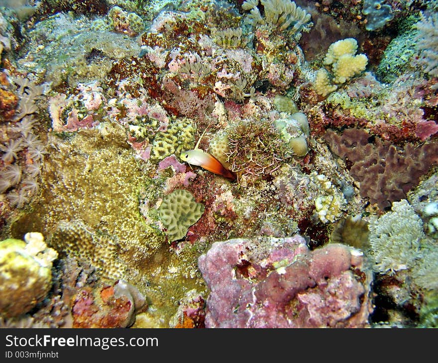 So small in a big reef. So small in a big reef