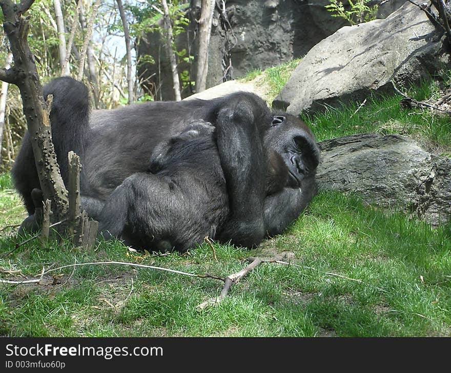 Mother and baby gorilla embrace in the Bronx Zoo, New York City. Mother and baby gorilla embrace in the Bronx Zoo, New York City