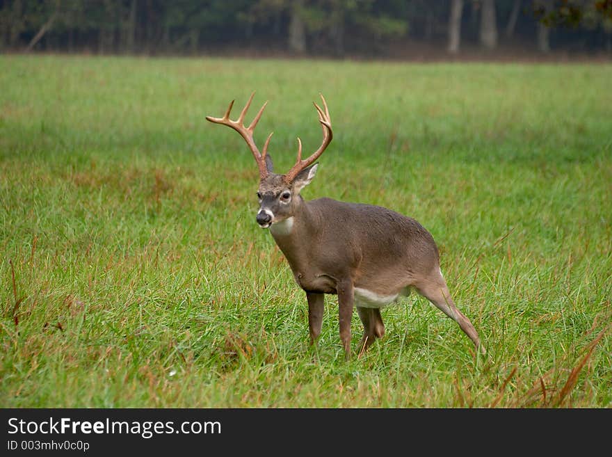 A whitetale buck in the Smoky Mountains. A whitetale buck in the Smoky Mountains