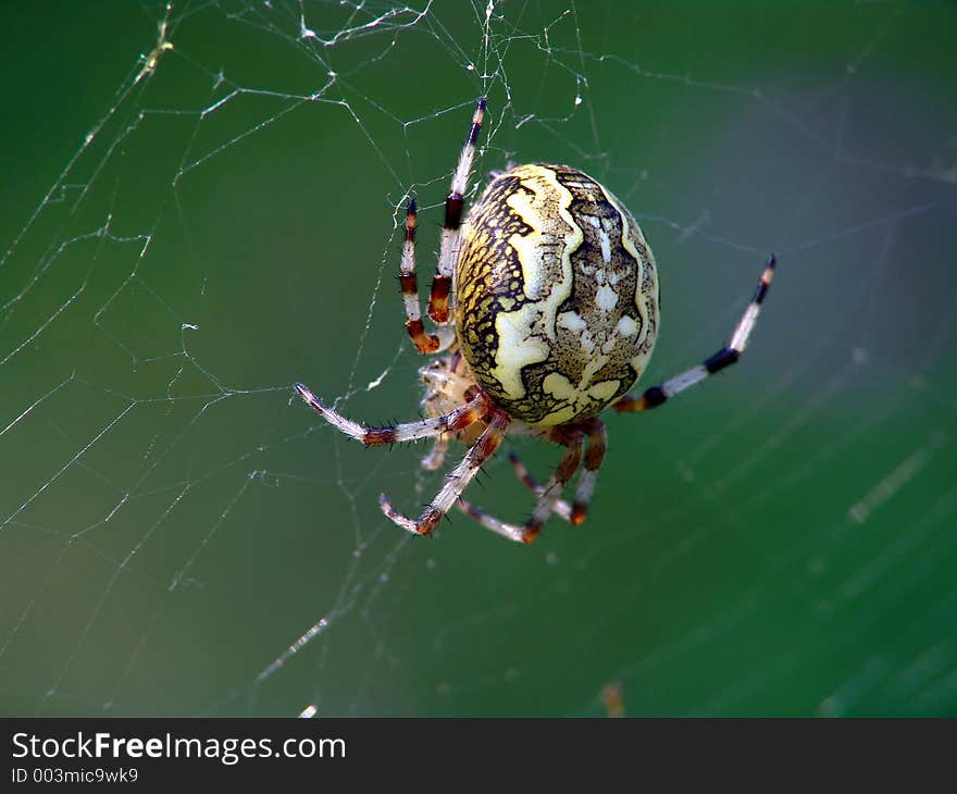 Spider of family Argiopidae.