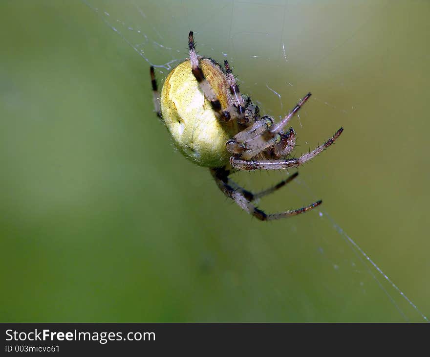 Spider of family Argiopidae.