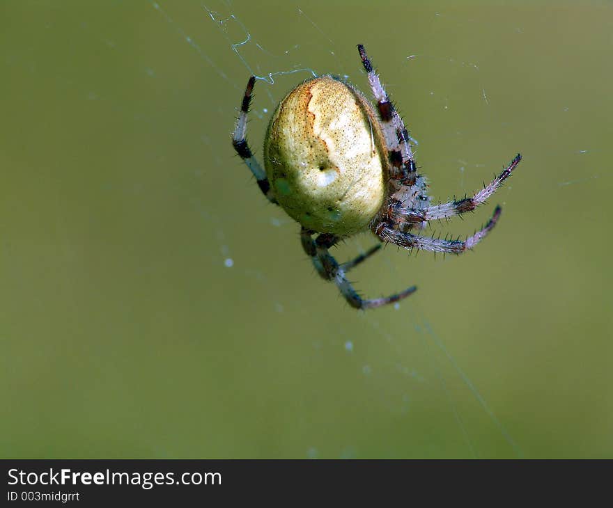 Spider of family Argiopidae.