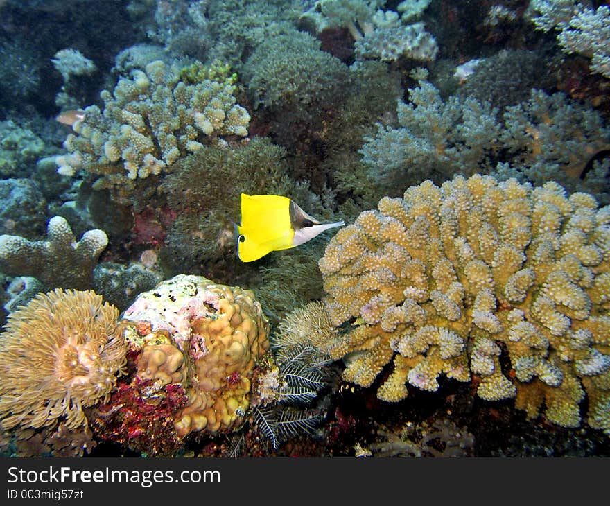 Long-nose Butterflyfish