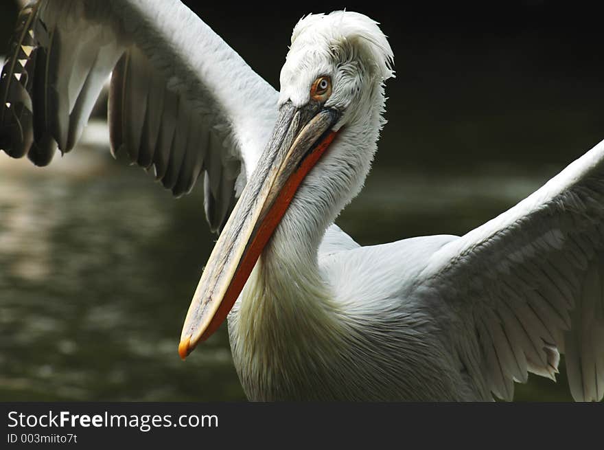 Pelican defending its turf