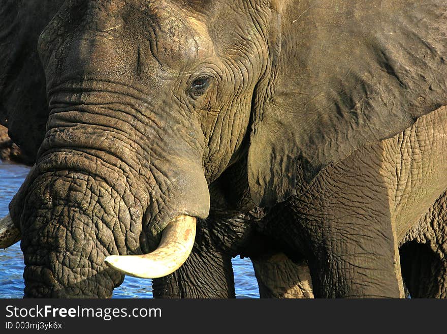 Elephant in Chobe National Park, Botswana, Africa.