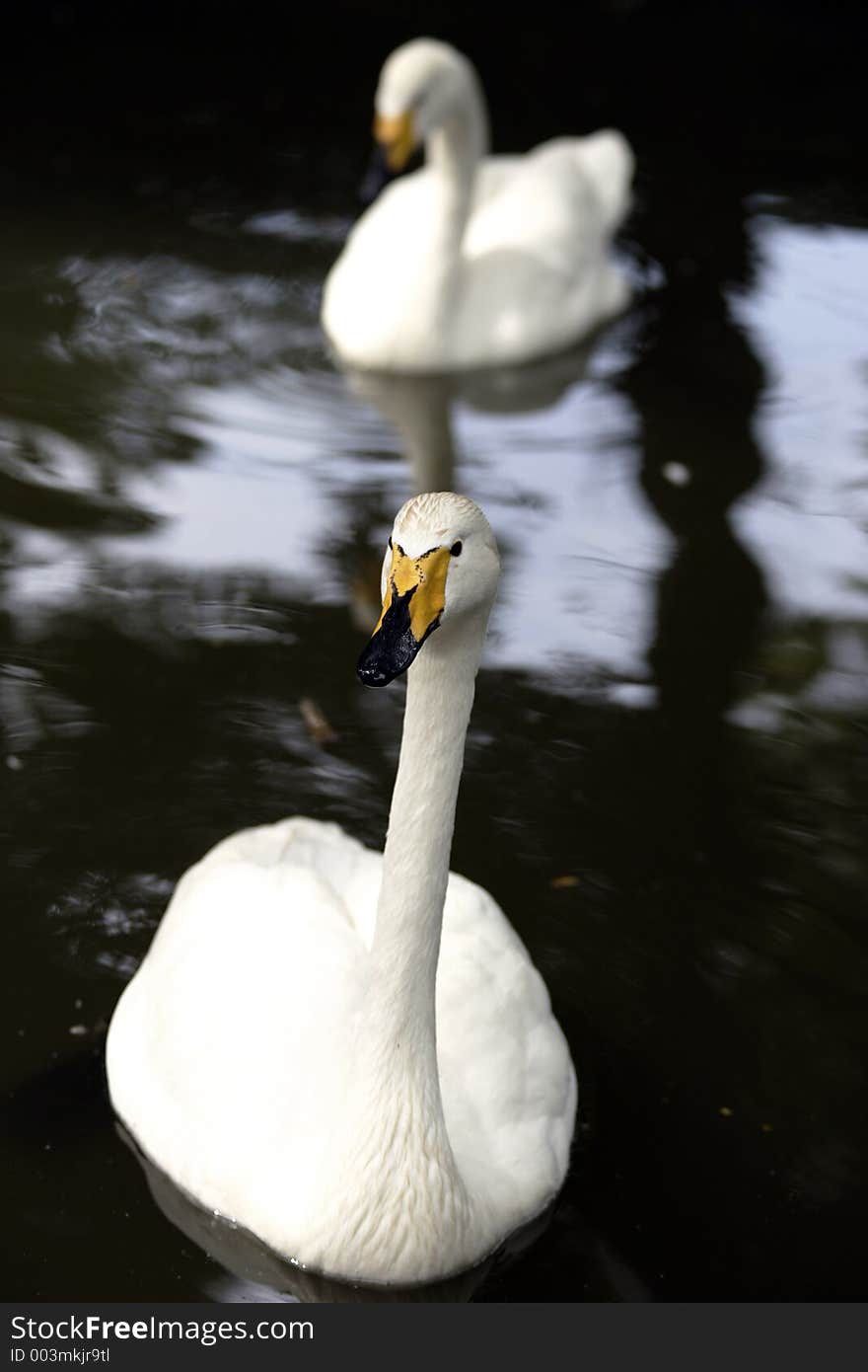 Couple swans swimming to you