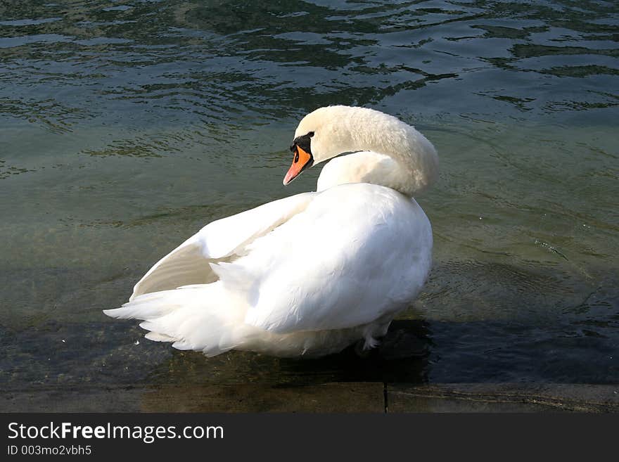 Digital photo of a swan taken at the lake vierwaldstaettersee in Lucerne, switzerland.