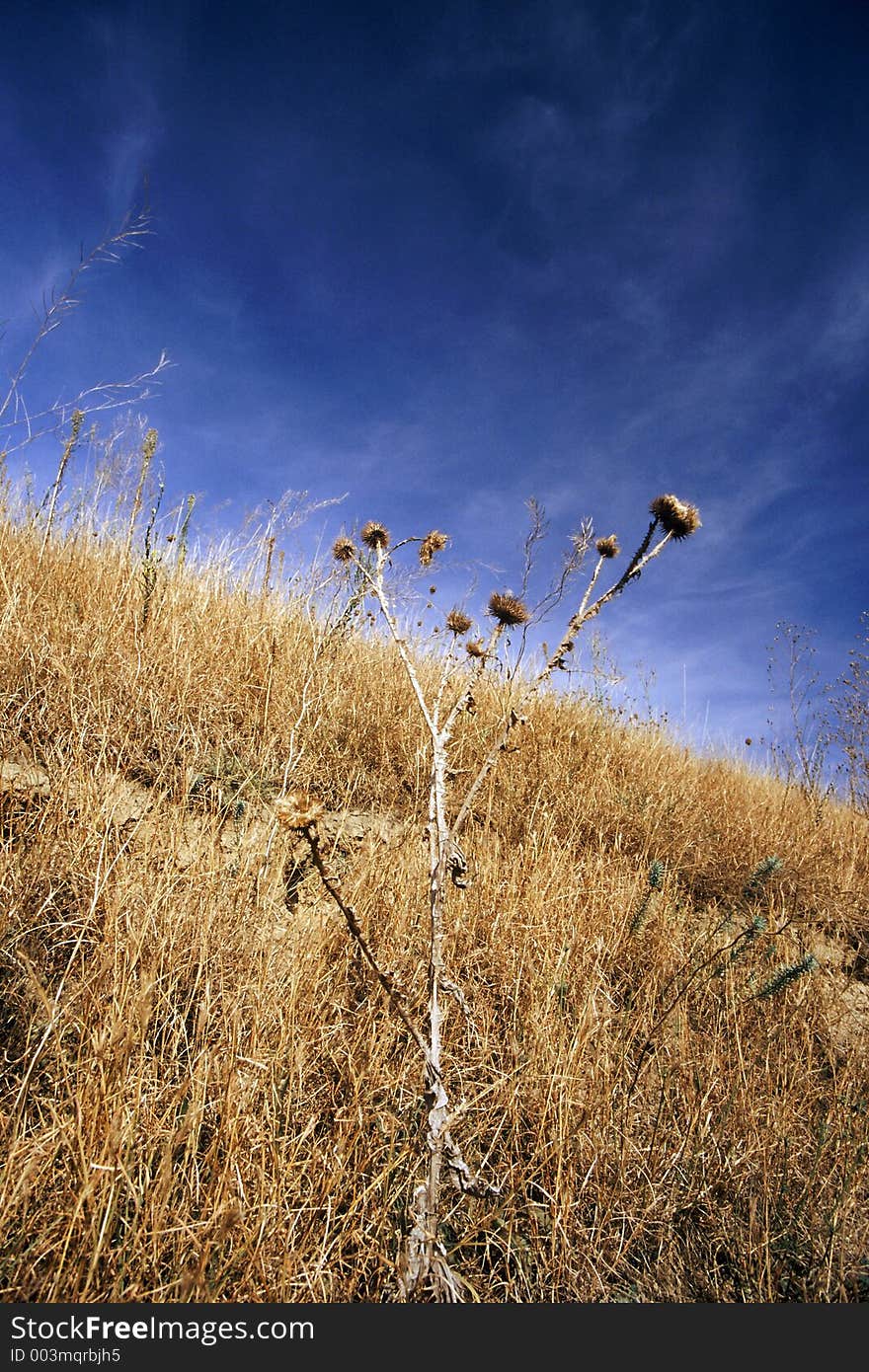 Thistle on the hill