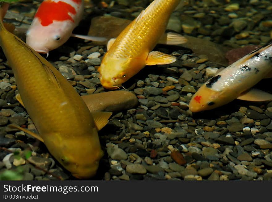 Group of fish all meeting together or three fish being blocked by one big fish. Group of fish all meeting together or three fish being blocked by one big fish