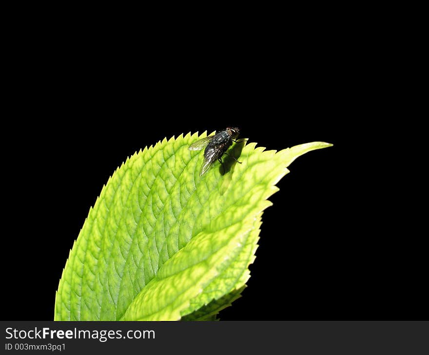 Fly on a leaf