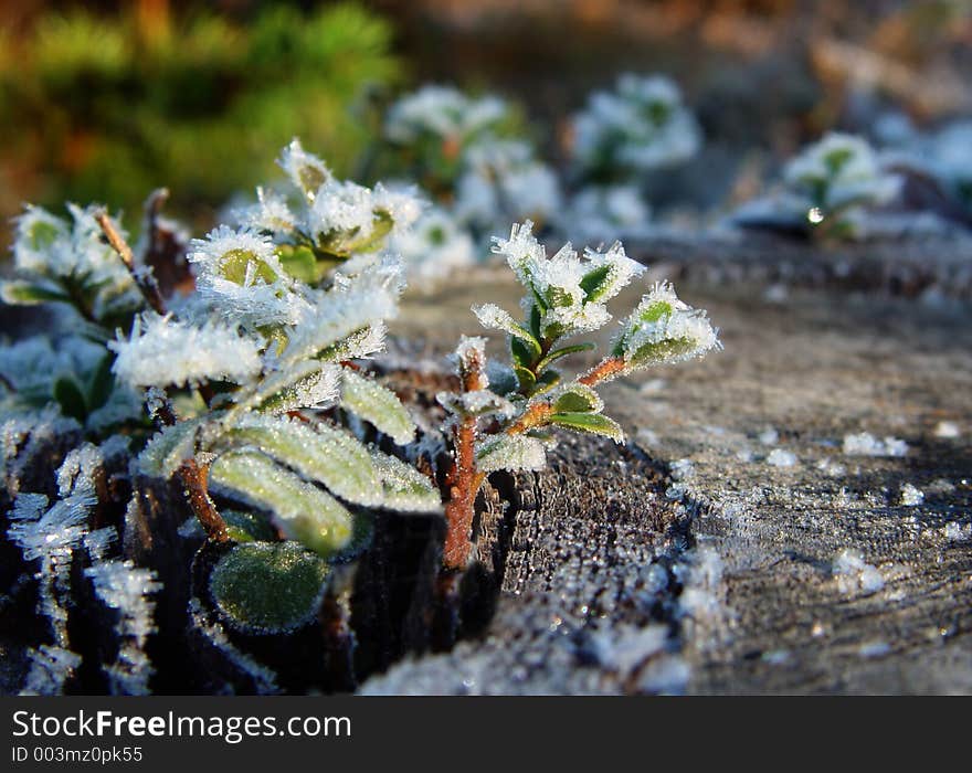 Hoarfrost on blueberries. Hoarfrost on blueberries