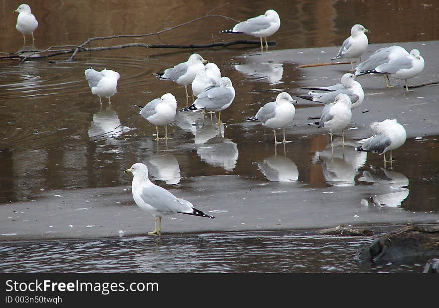 Seagulls, grouped in the water