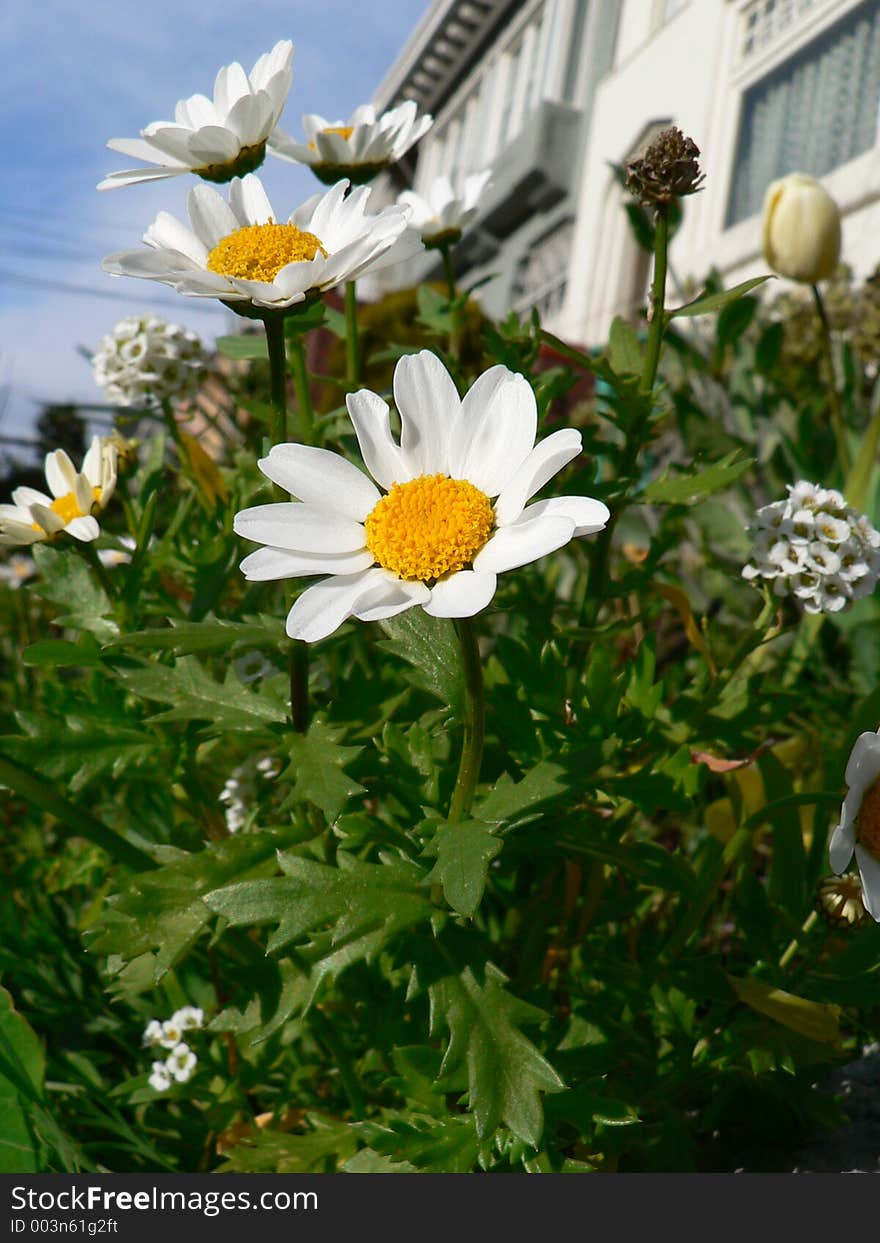 From white daisys. From white daisys