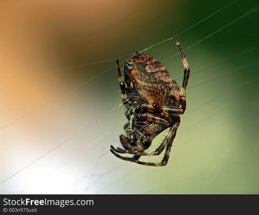 Spider of family Argiopidae.