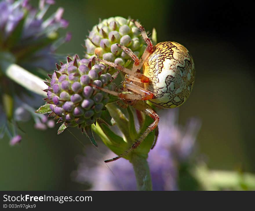 In the summer and it is possible to meet on a meadow or a glade in the autumn. A spider on flower Sussia pratensis. It is widespread. The photo is made in Moscow areas (Russia). Original date/time: 2004:08:09 11:27:13. In the summer and it is possible to meet on a meadow or a glade in the autumn. A spider on flower Sussia pratensis. It is widespread. The photo is made in Moscow areas (Russia). Original date/time: 2004:08:09 11:27:13.